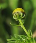 Matricaria aurea